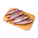 Solid Fish (Bilason)