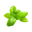 Ritefresh Basil Packed