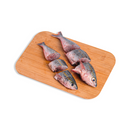 Solid Fish (Bilason)