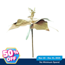 Ideal Living Christmas Poinsettia