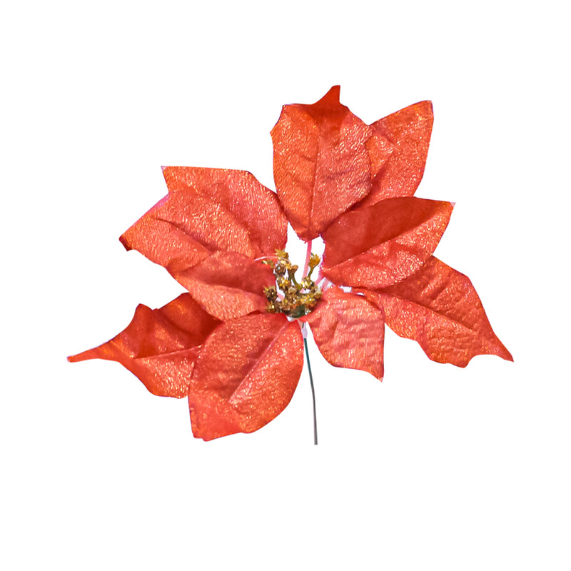 Golden Season Poinsettia