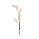 Ideal Living Pampas Grass