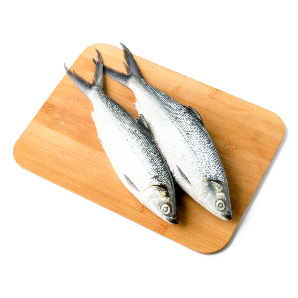 Bangus Big