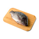 Tilapia Saci Big