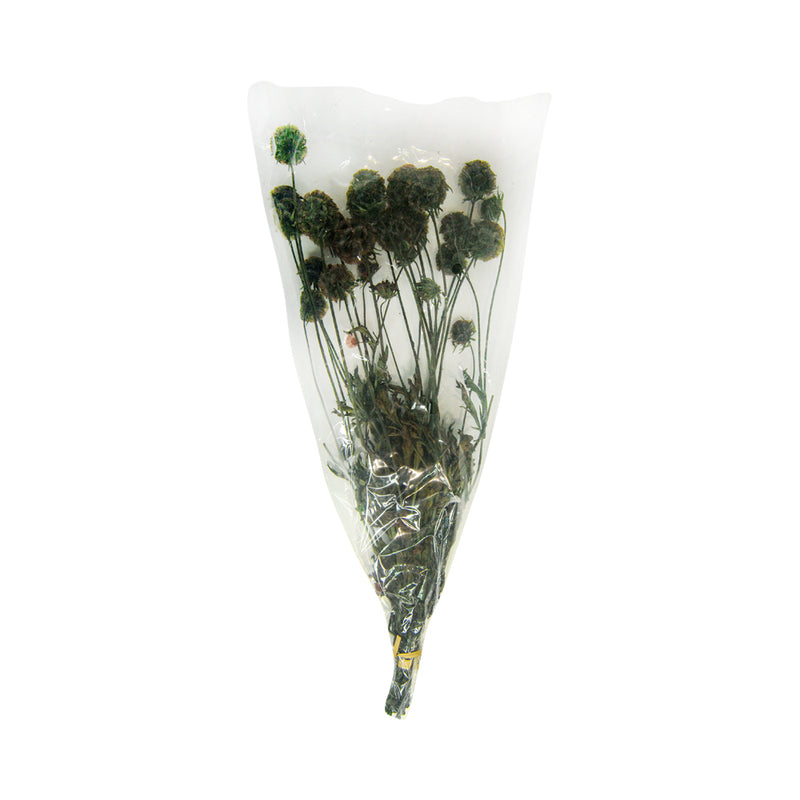 Ideal Living Dried Flower Dark Brown 55cm